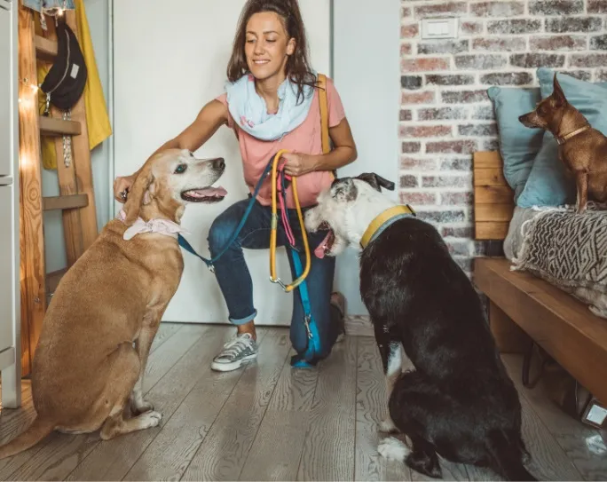 Professional pet sitter securing leashes for two dogs at an apartment entrance