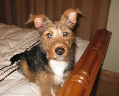 A tan, black and white Fourche Terrier dog is sitting on a human