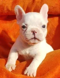 A playful French Bulldog puppy from Shade’s breeding program