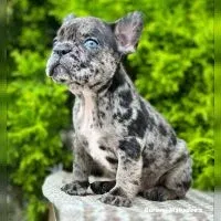 An exotic-colored French Bulldog puppy from Gururaj’s breeding program