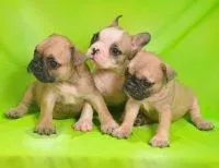 A fawn-colored French Bulldog puppy from Parakamani Kennels