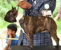 A high-pedigree female French Bulldog puppy from Venkatesh’s breeding program