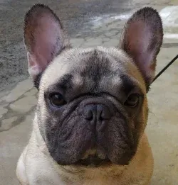 A French Bulldog puppy from Gobees Kennel