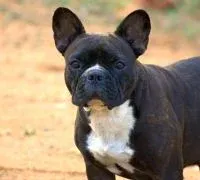 An adorable French Bulldog puppy from Logesh’s breeding program