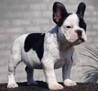 A well-marked French Bulldog puppy from Sandeep Singh Sandhu’s breeding program