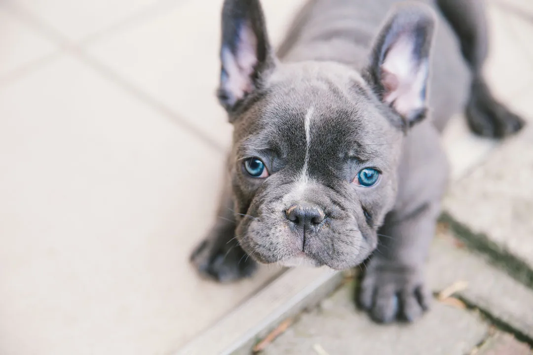 French bulldog puppy standing attentively during early training sessions