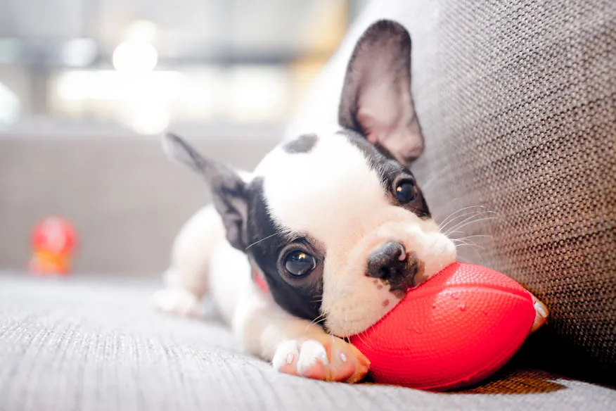 French bulldog puppy chewing a toy during positive crate introduction