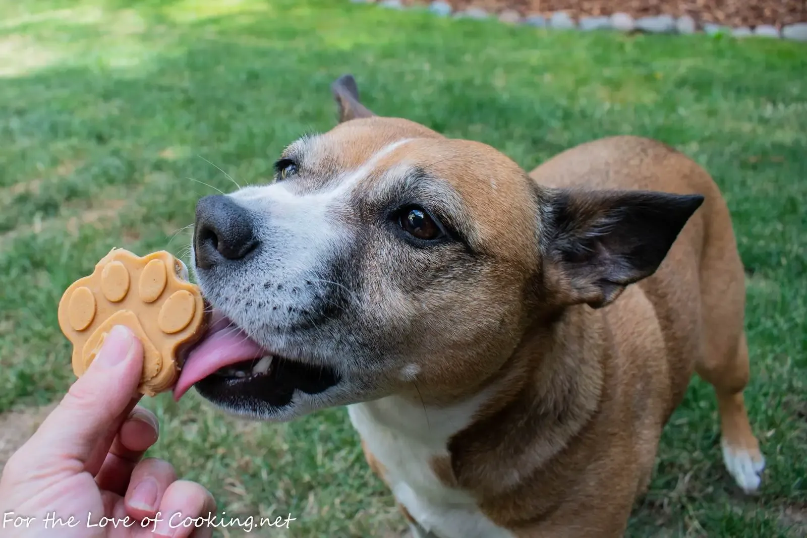 Frozen peanut butter banana treats served as a refreshing reward for dogs