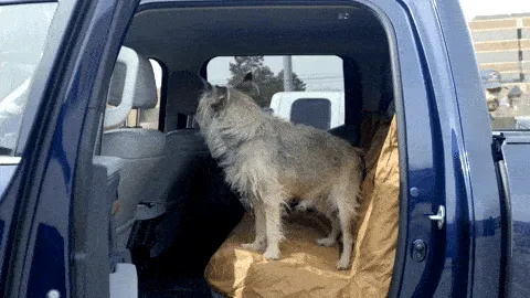 Dog seat covers tested under real driving conditions with pets