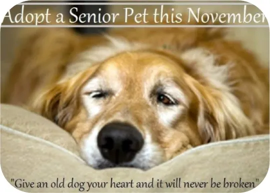 A heartwarming graphic encouraging the adoption of senior dogs, featuring an older dog with a hopeful expression