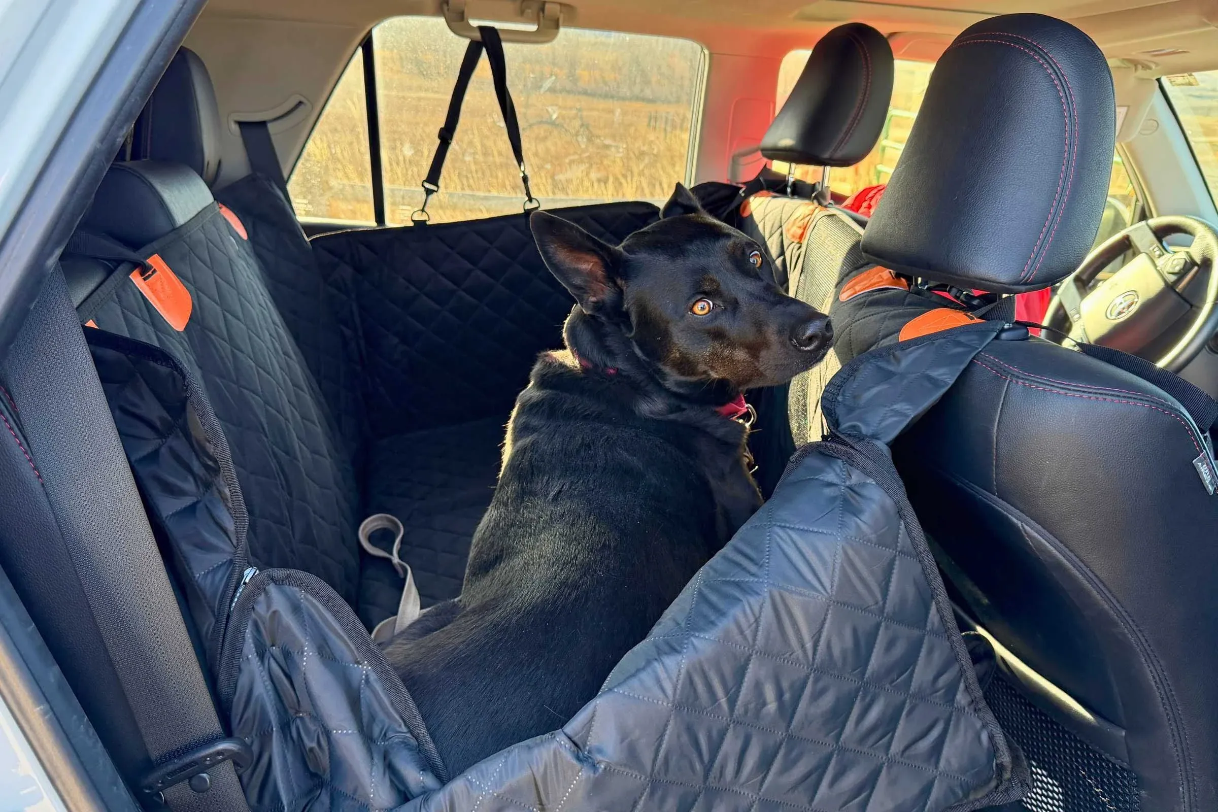Dog safely secured in hammock-style seat cover during road travel