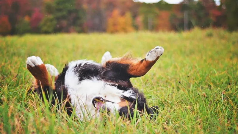 Dog rolling happily in green grass outdoors on a sunny day