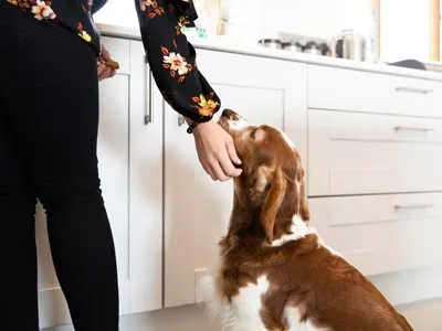 Dog patiently waiting for a healthy homemade treat in the kitchen