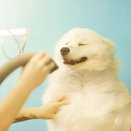 Professional grooming session showing a fluffy white dog being dried with a blower