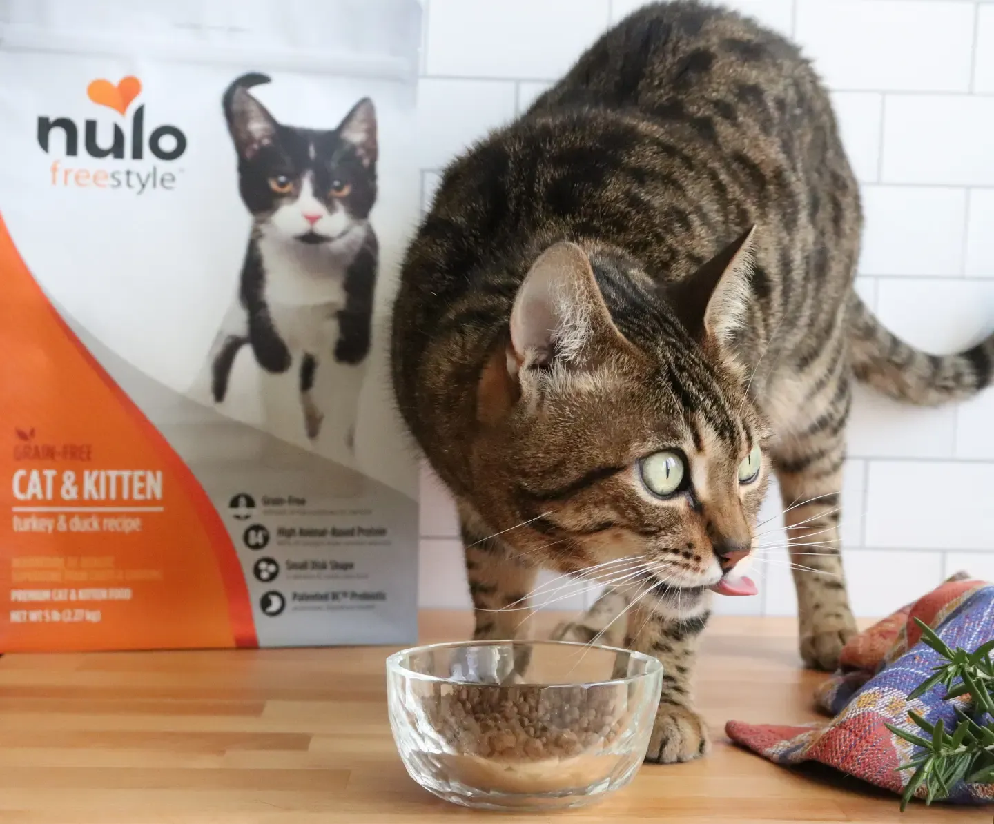 Core pet nutrition principles focusing on protein, digestion, and balanced ingredients