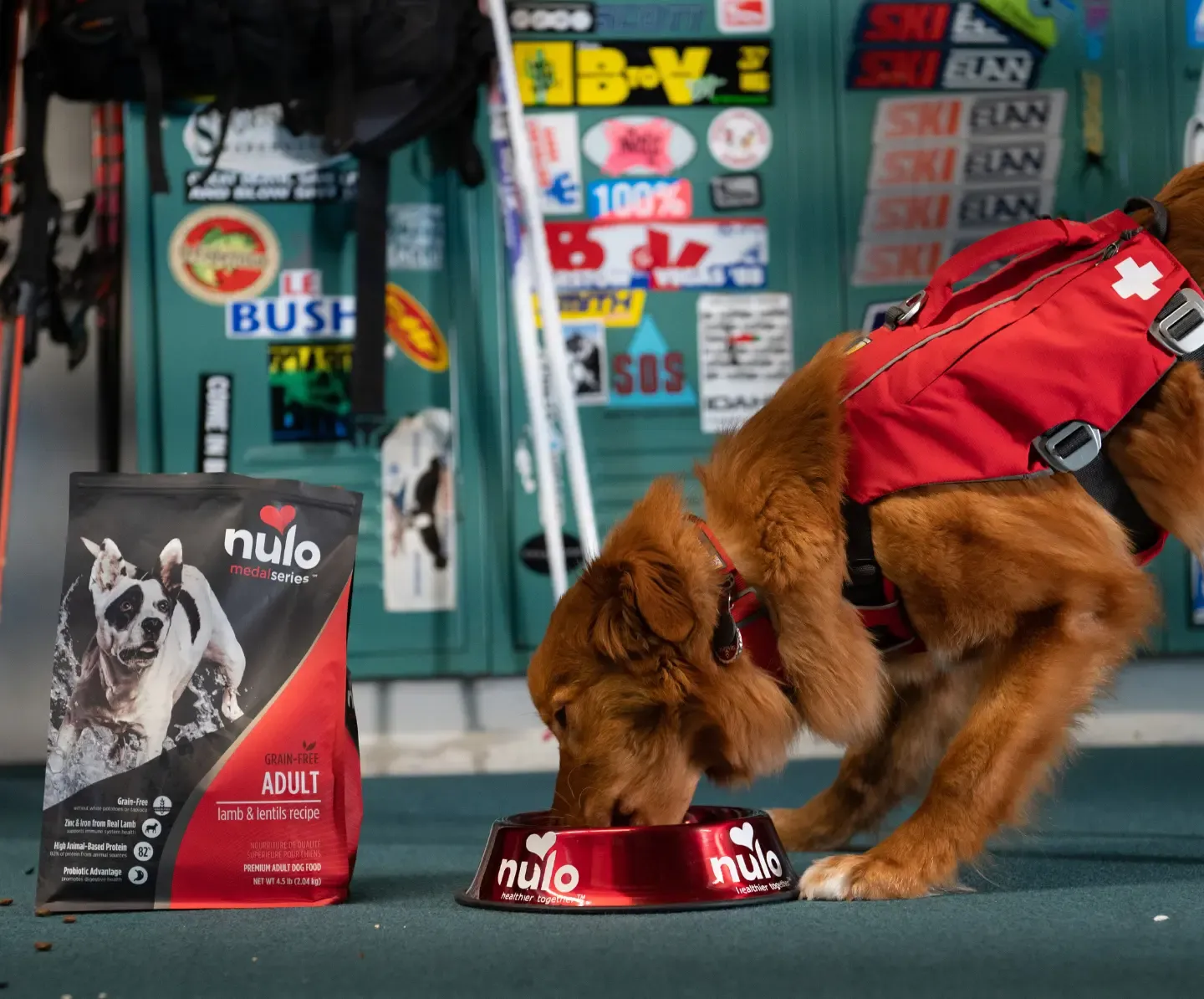 Premium ingredient sourcing and pet nutrition standards focusing on safety and quality control