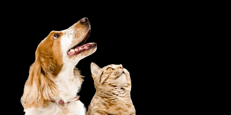 Dog and cat looking up