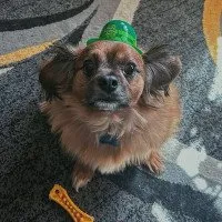 Beautiful Archie boy