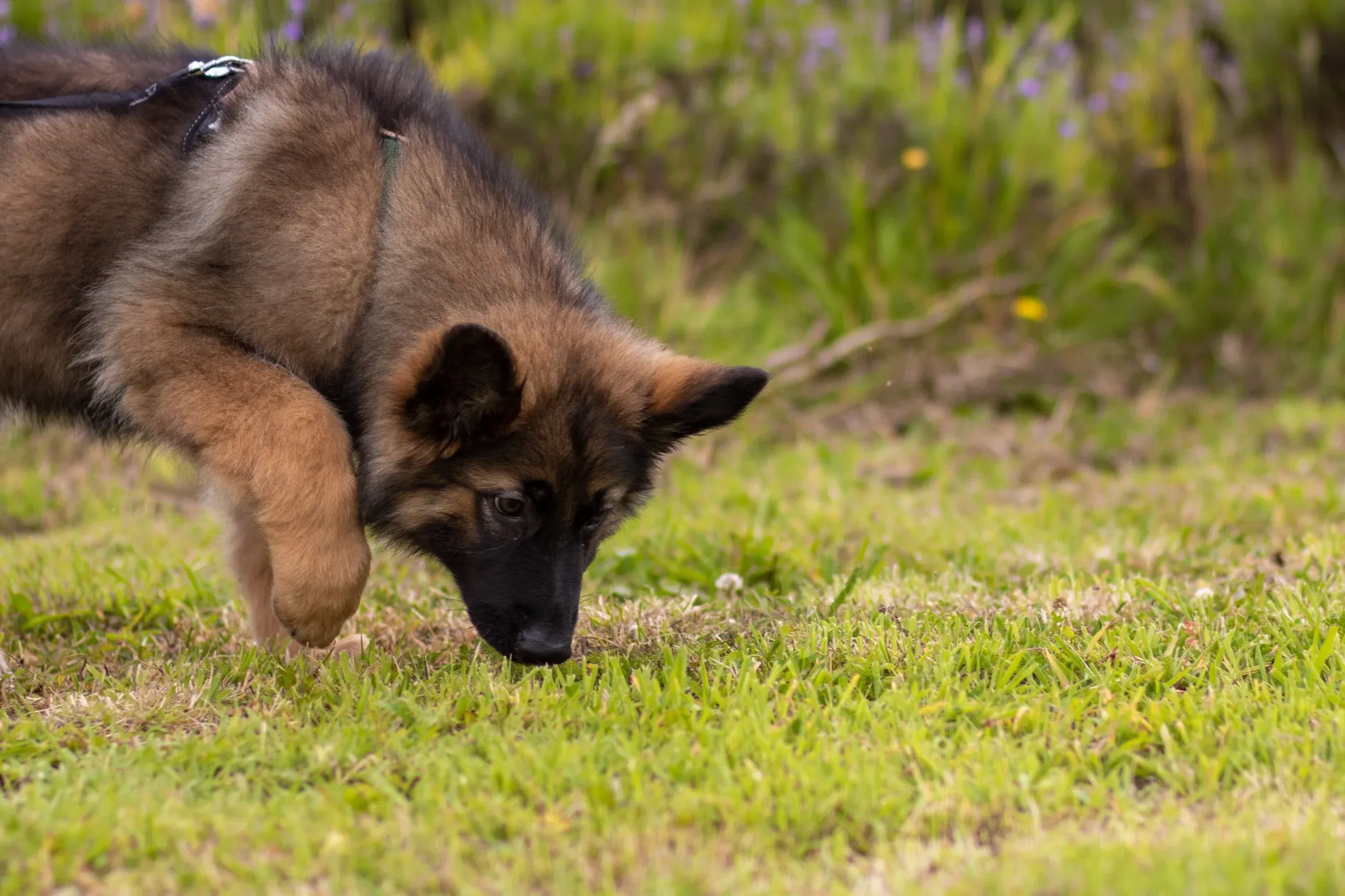 A dog enthusiastically sniffing the ground during a walk, showcasing natural exploration behavior