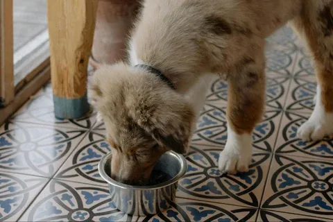 A dog eating from a silver bowl on a kitchen floor