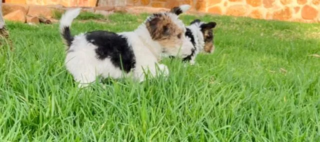 Close-up portrait of a Wire Fox Terrier puppy with characteristic folded ears