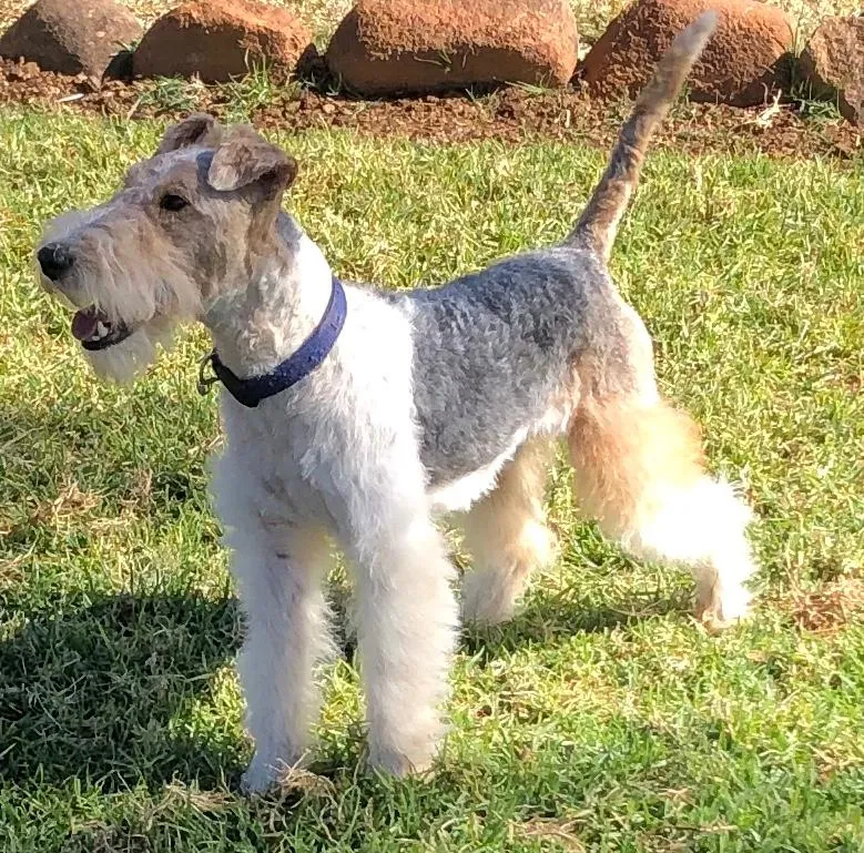 Wire Fox Terrier puppy outdoors in natural setting demonstrating breed characteristics