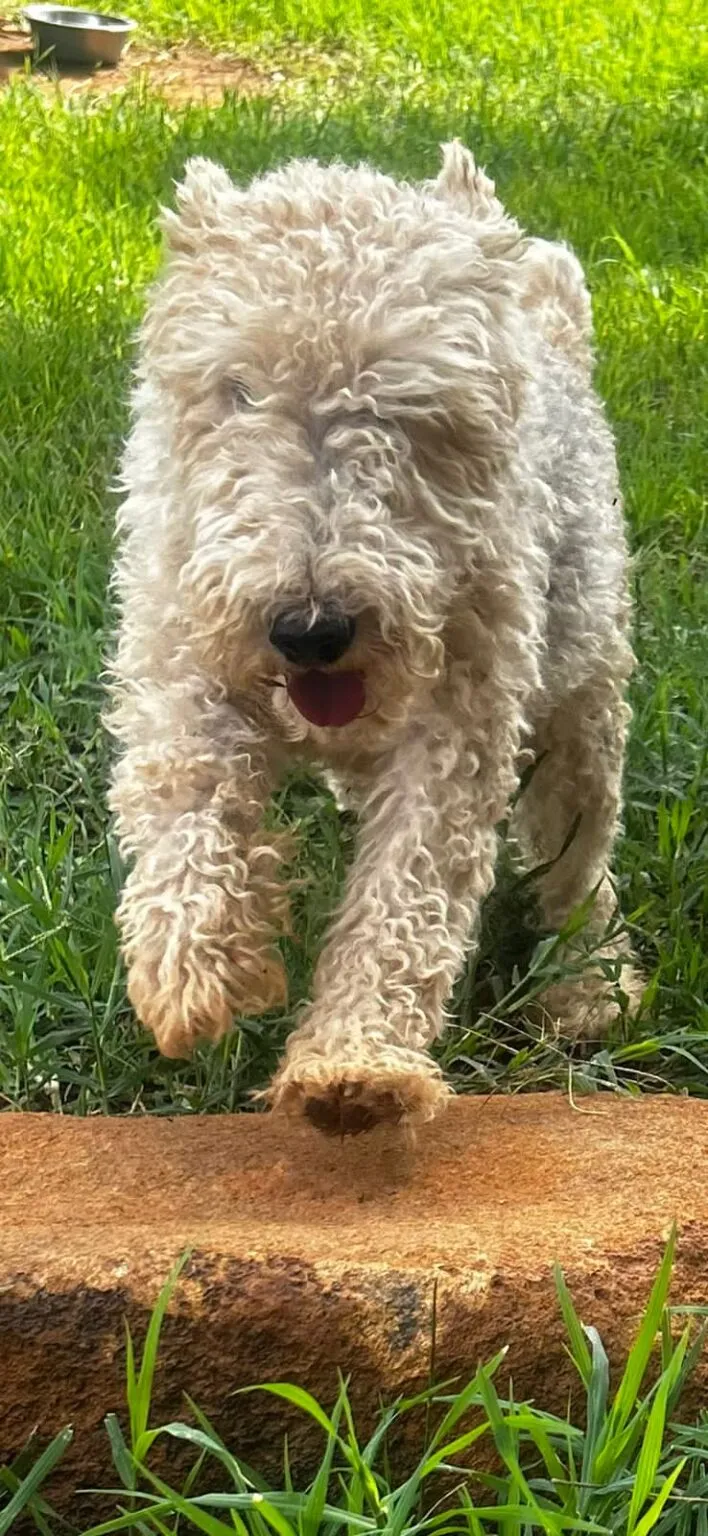 Wire Fox Terrier puppy sitting outdoors showing youthful energy and curiosity