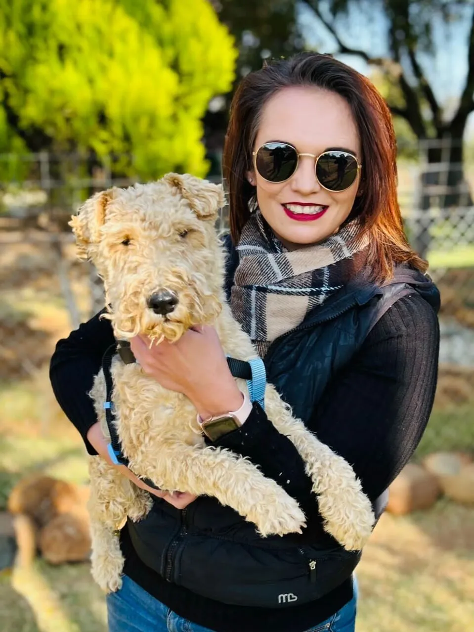 Wire Fox Terrier puppy in playful pose highlighting the breed's lively character