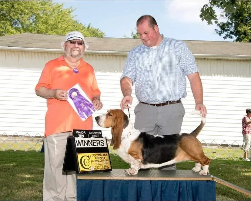 Basset Hound puppy available for sale with champion bloodlines