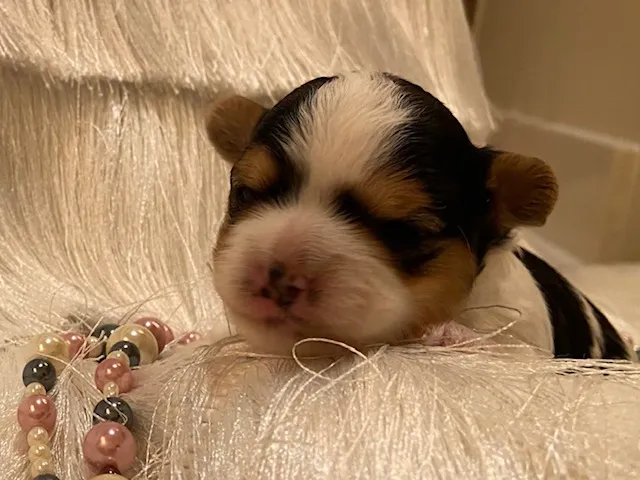Parti-colored Yorkie puppy with gold and white coat markings