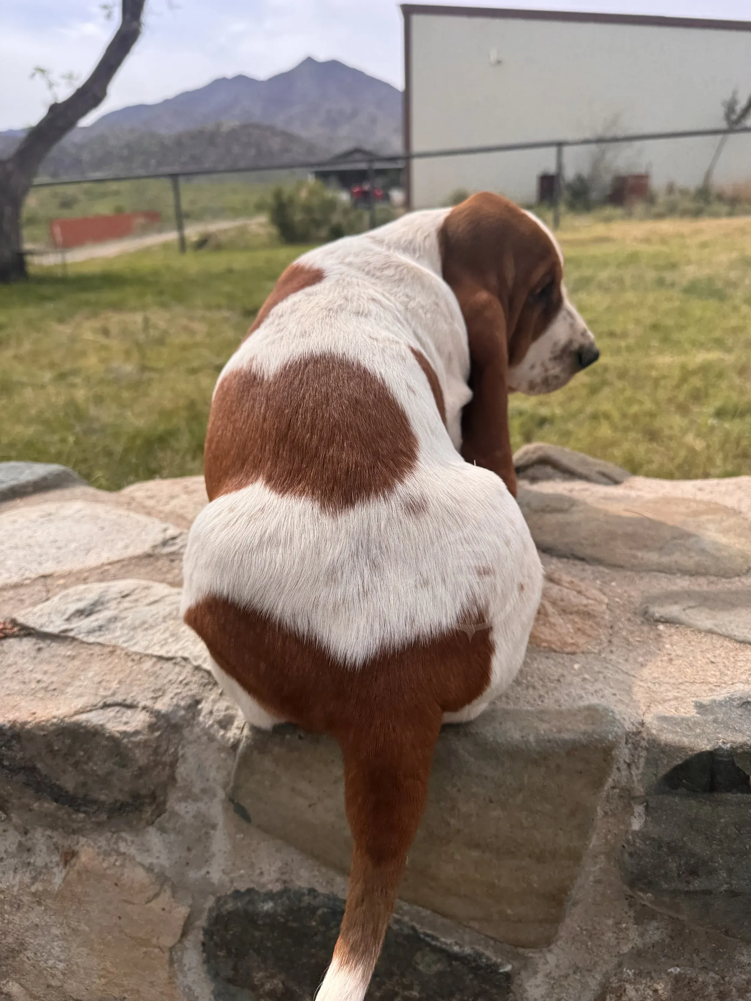 Basset Hound adult dog resting comfortably at home