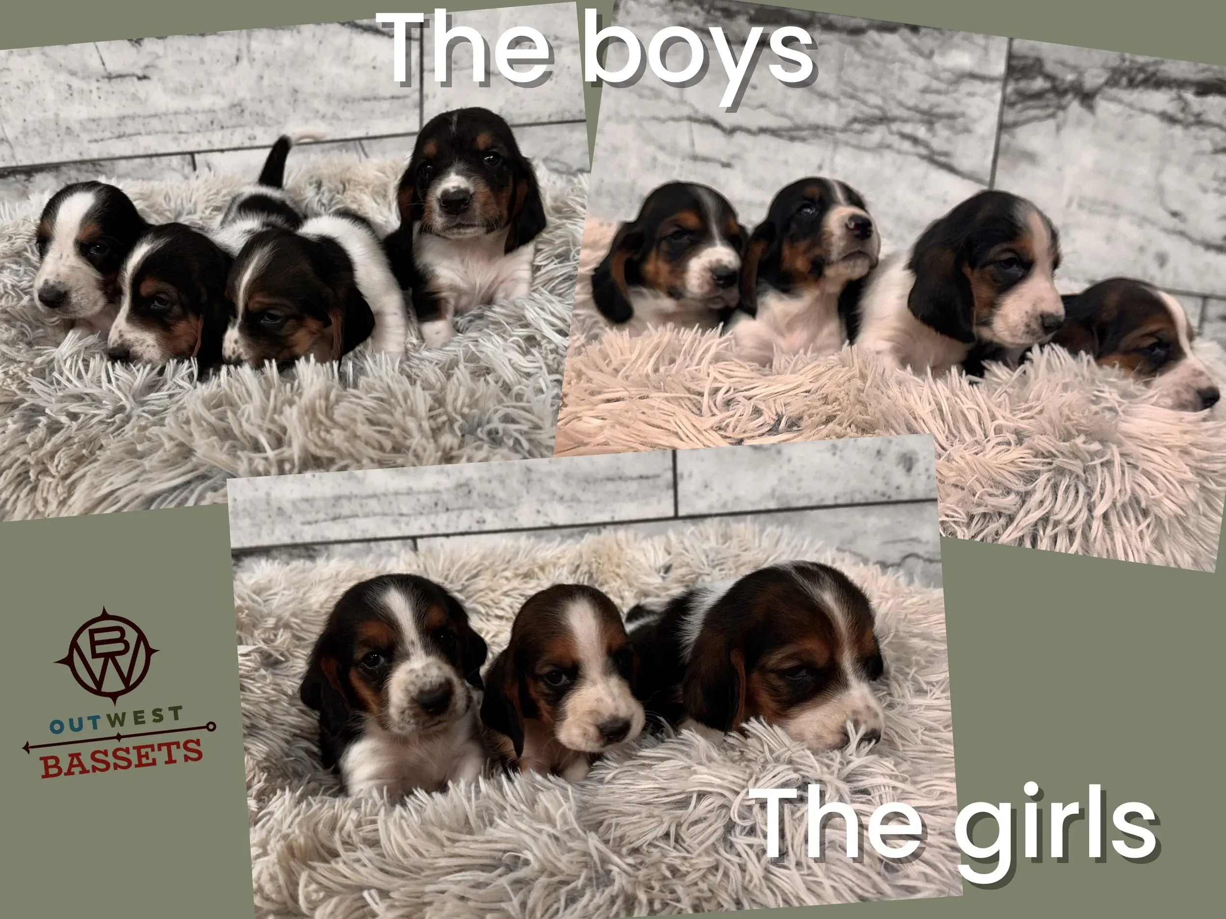 European Basset Hound puppies for sale from champion parents