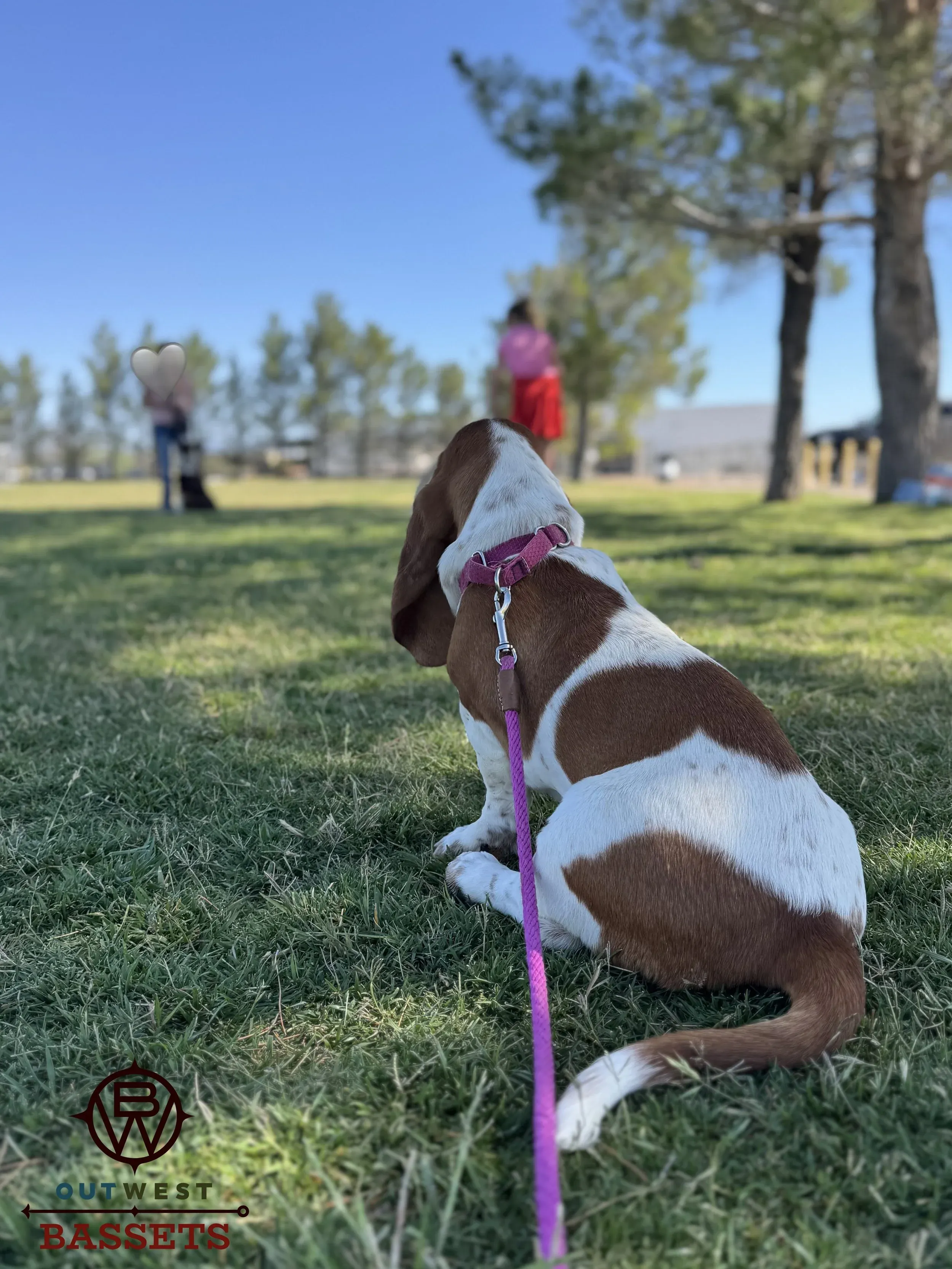 Red and white Basset Hound female for sale in Arizona