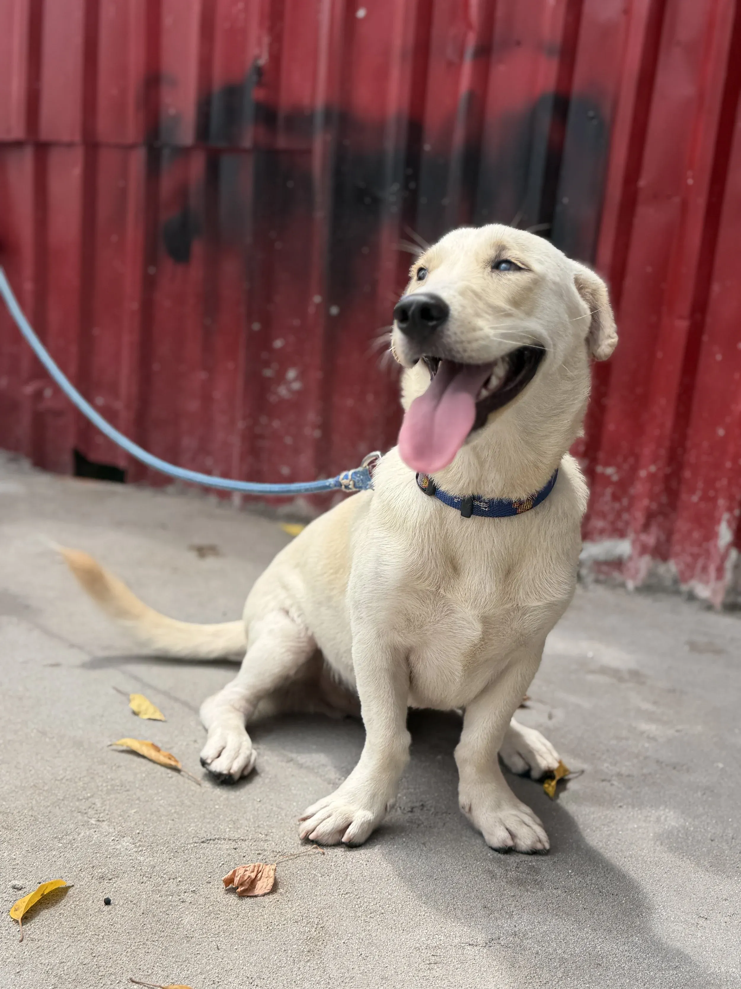 Young rescue dog exploring a safe outdoor environment