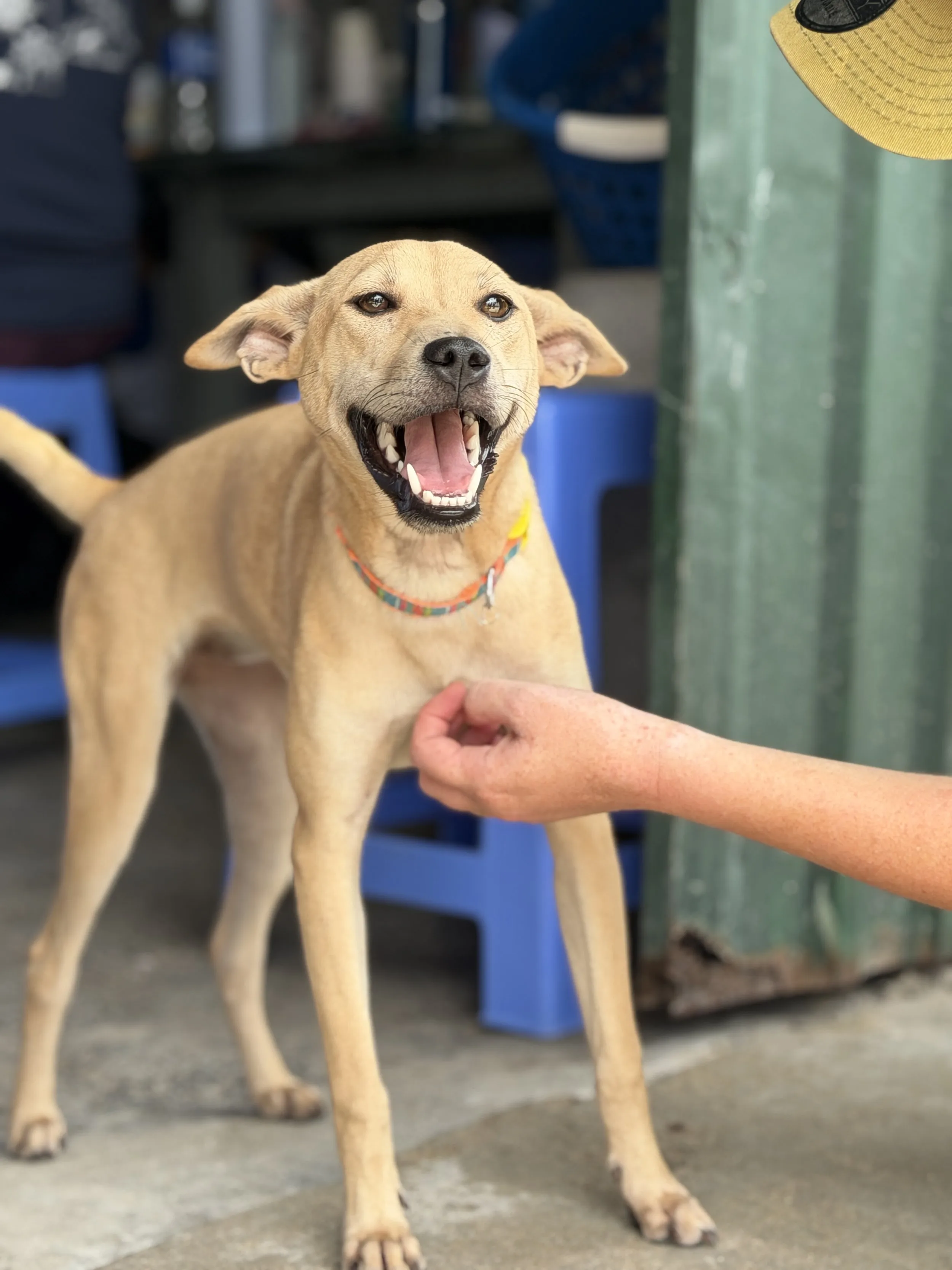 Playful rescue puppy exploring a safe outdoor environment