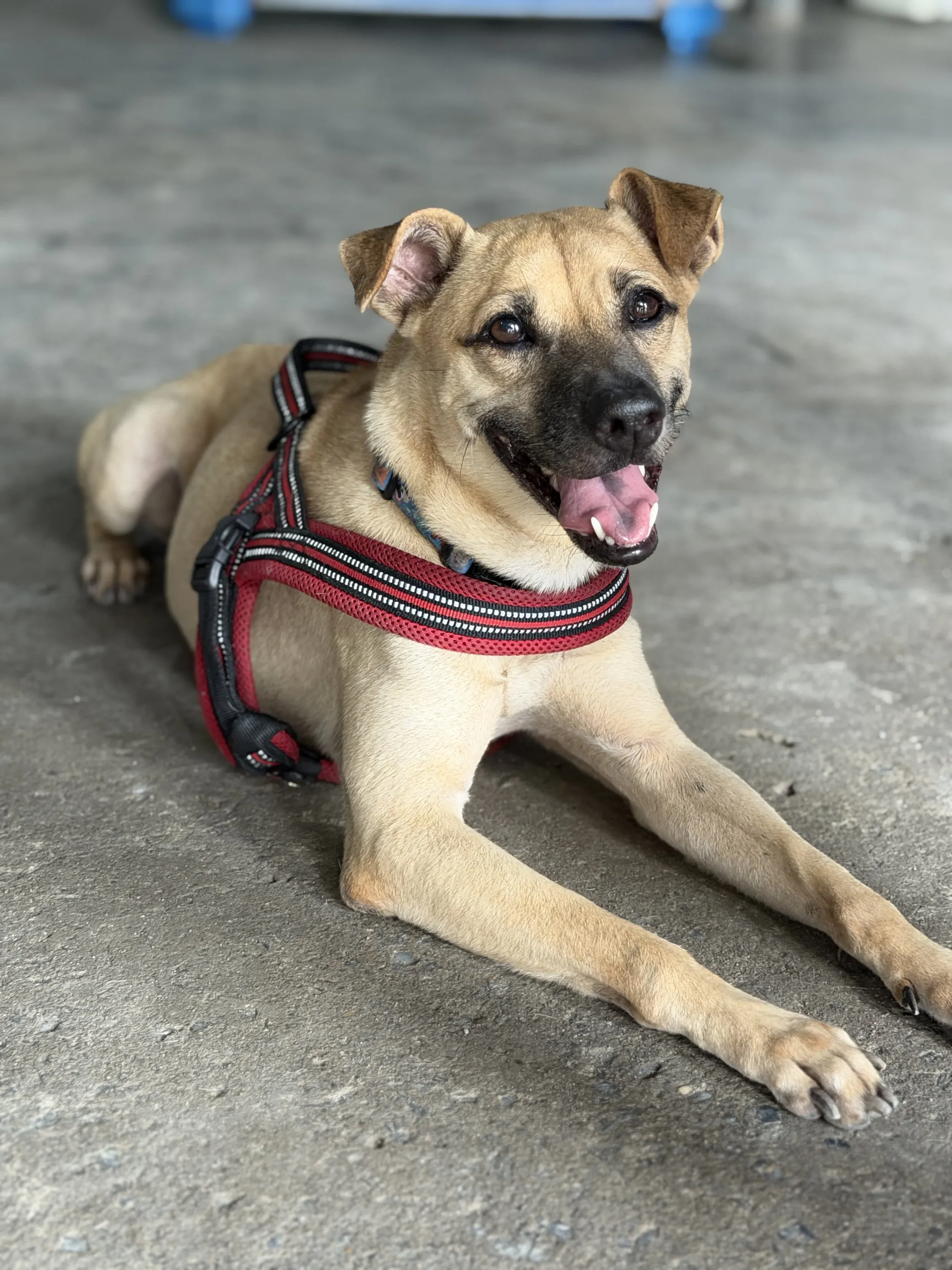Adult rescue dog relaxing comfortably after rehabilitation