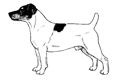 Compact and agile Jack Russell Terrier standing alert on grass