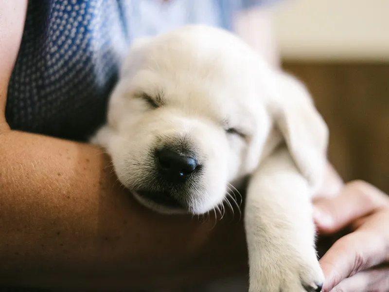 A Chihuahua being held while falling asleep