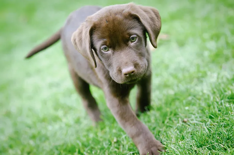Labrador puppy exploring grass during outdoor potty training practice