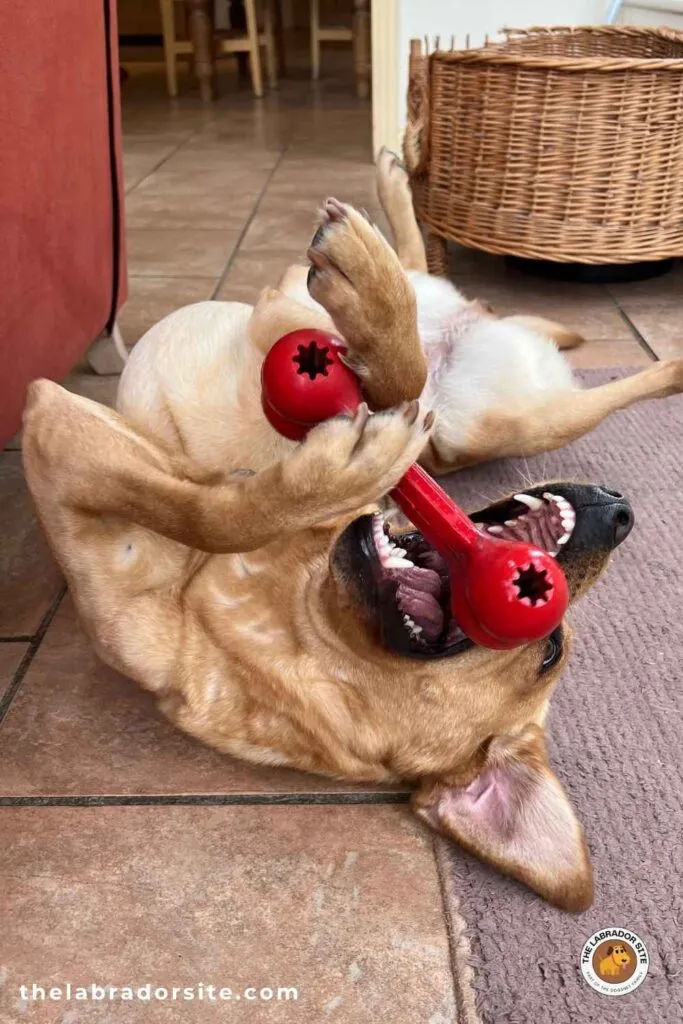 Yellow Labrador playing with a large Kong Goodie Bone