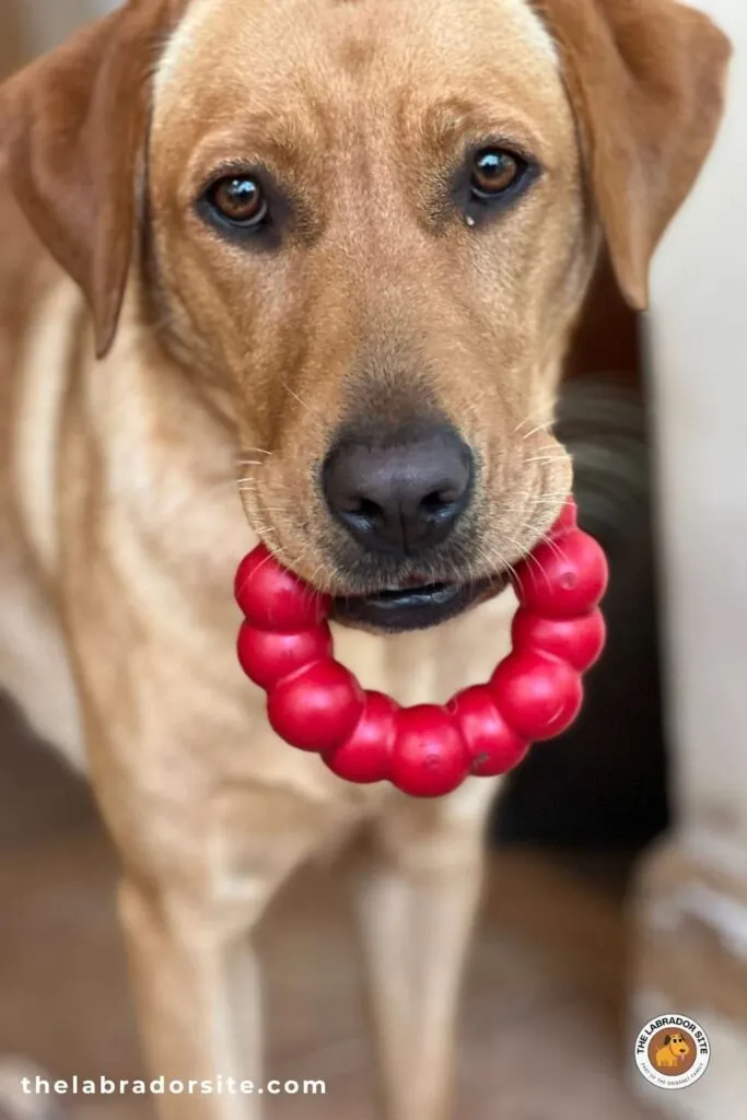Yellow Labrador holding a Kong Ring toy