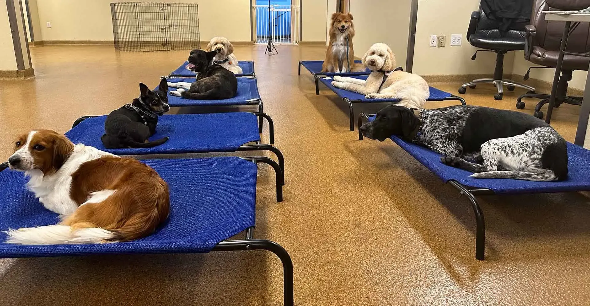 Dogs participating in structured training and play session at professional dog school facility