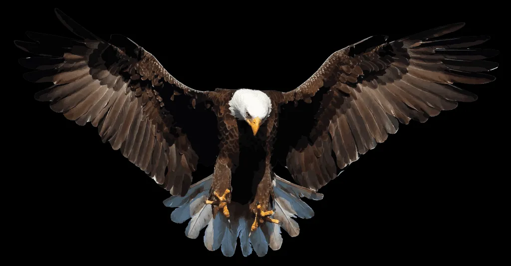 Bald eagle with wings fully spread against an open sky