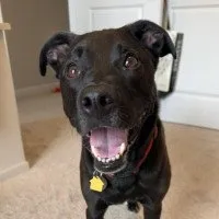 Sweet Lincoln
