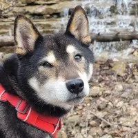 Customer review image
