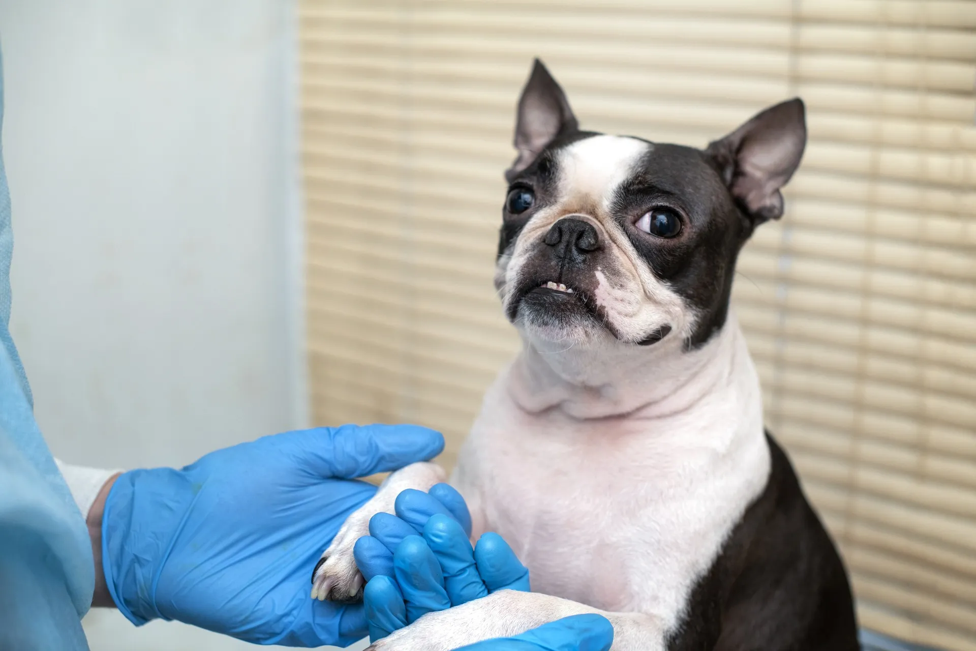 Veterinary Check-up