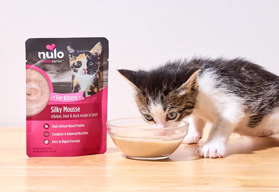 Kitten nutrition and changing food preferences with premium pet food options
