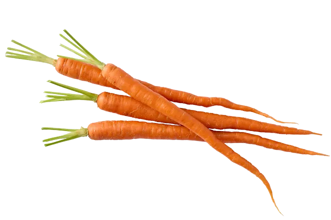 Fresh carrots and vegetables included in a nutrient-rich canine diet