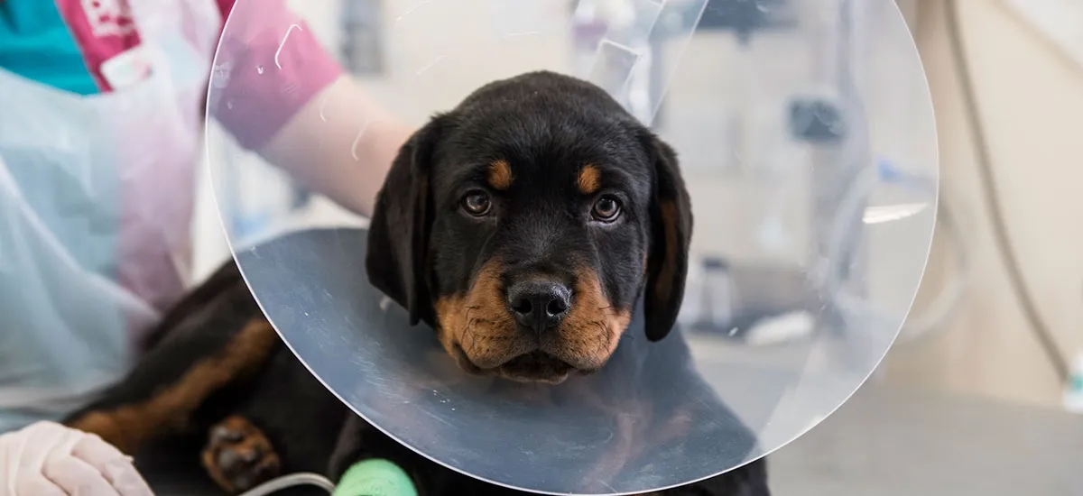 Dog wearing a buster collar being examined by a vet, illustrating the importance of veterinary care and pet insurance