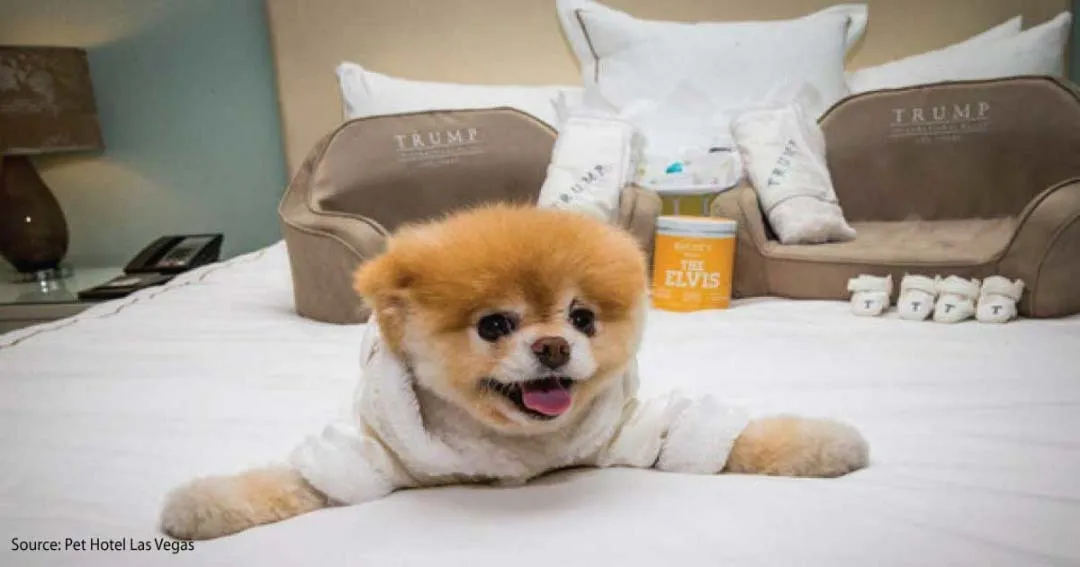 Pet sitter providing loving cuddle time and personal attention at home